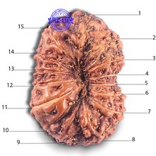 Load image into Gallery viewer, 15 Mukhi Indonesian Rudraksha - Bead No. 114
