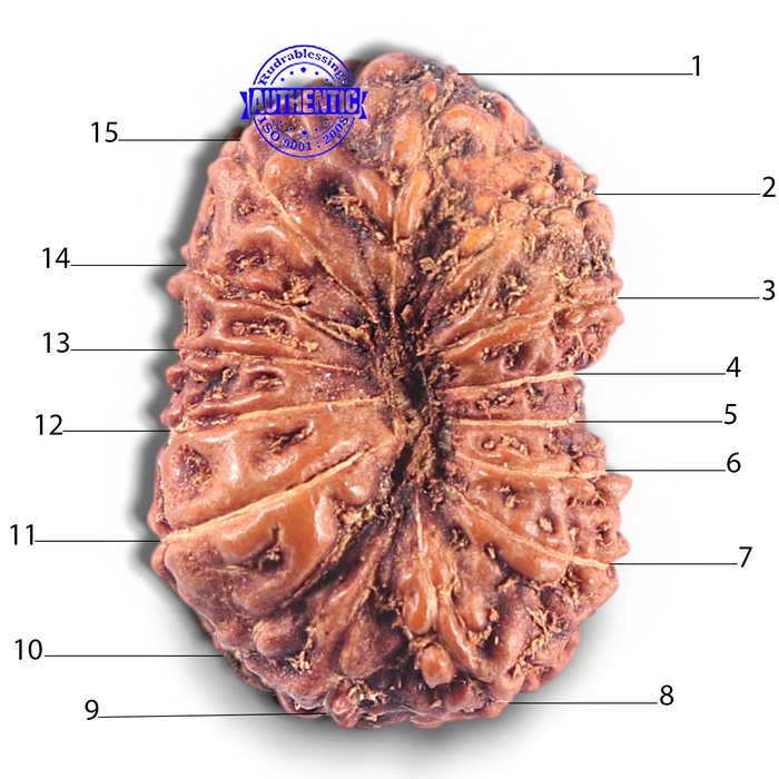 15 Mukhi Indonesian Rudraksha - Bead No. 114