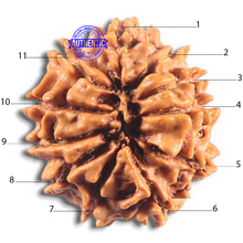 Load image into Gallery viewer, 11 Mukhi Nepalese Rudraksha - Bead No. 417
