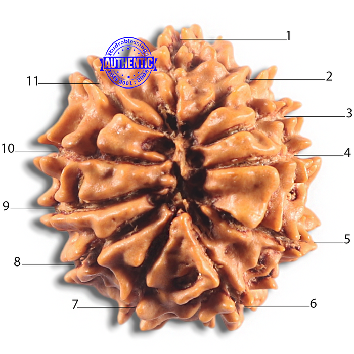 11 Mukhi Nepalese Rudraksha - Bead No. 417