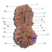 Load image into Gallery viewer, 23 Mukhi Rudraksha from Indonesia Bead No. I
