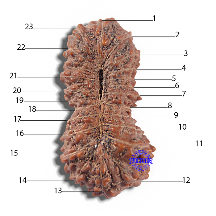 23 Mukhi Rudraksha from Indonesia Bead No. I
