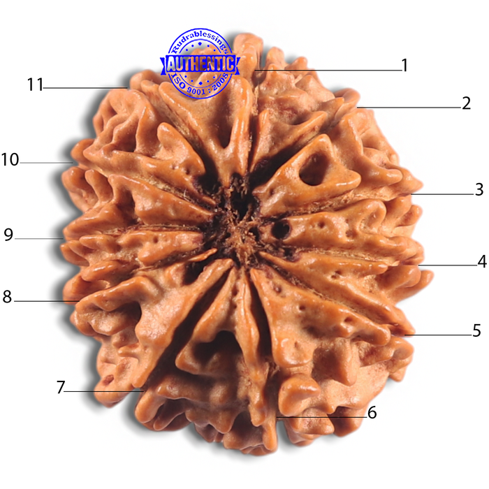 11 Mukhi Nepalese Rudraksha - Bead No. 430