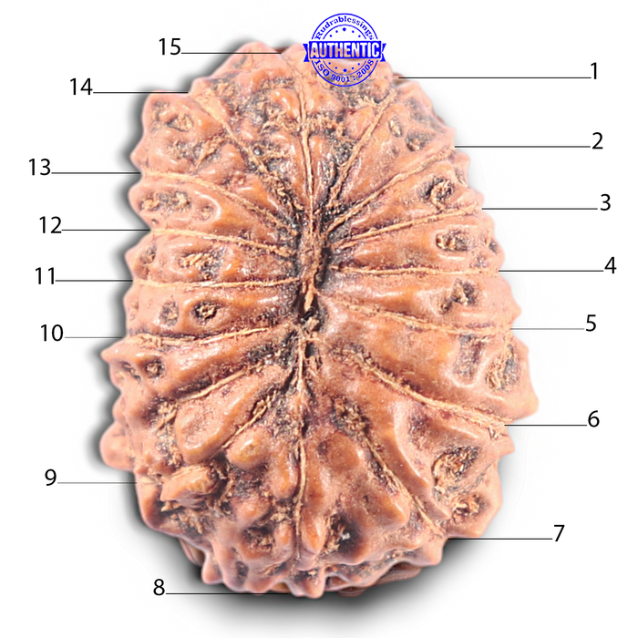 15 Mukhi Indonesian Rudraksha - Bead No. 121