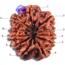 Load image into Gallery viewer, 11 Mukhi Nepalese Rudraksha - Bead No. 434
