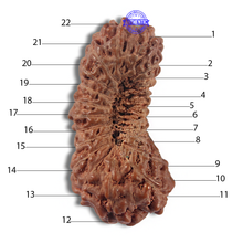 Load image into Gallery viewer, 22 Mukhi Rudraksha from Indonesia
