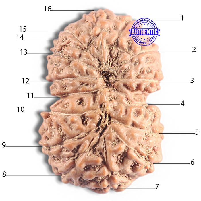 16 Mukhi Rudraksha from Indonesia - Bead No. 335