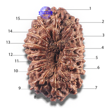 Load image into Gallery viewer, 15 Mukhi Indonesian Rudraksha - Bead No. 129
