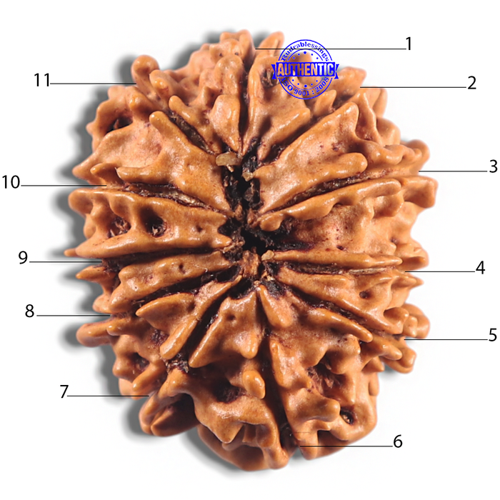 11 Mukhi Nepalese Rudraksha - Bead No. 416