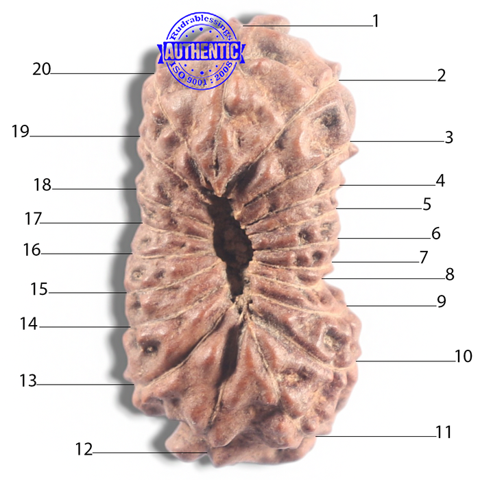 20 Mukhi Indonesian Rudraksha - Bead 23
