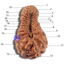 Load image into Gallery viewer, 23 Mukhi Rudraksha from Indonesia Bead No. W
