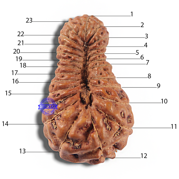23 Mukhi Rudraksha from Indonesia Bead No. W
