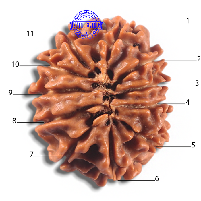 11 Mukhi Nepalese Rudraksha - Bead No. 432