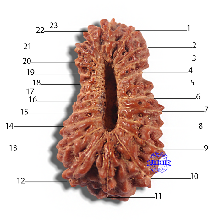 23 Mukhi Rudraksha from Indonesia - Bead No. R