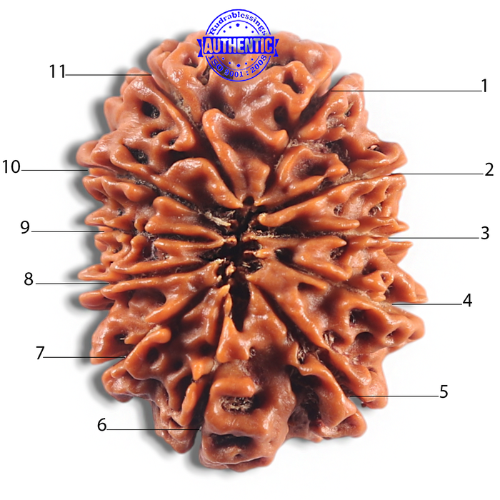 11 Mukhi Nepalese Rudraksha - Bead No. 421