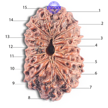 Load image into Gallery viewer, 15 Mukhi Indonesian Rudraksha - Bead No. 126
