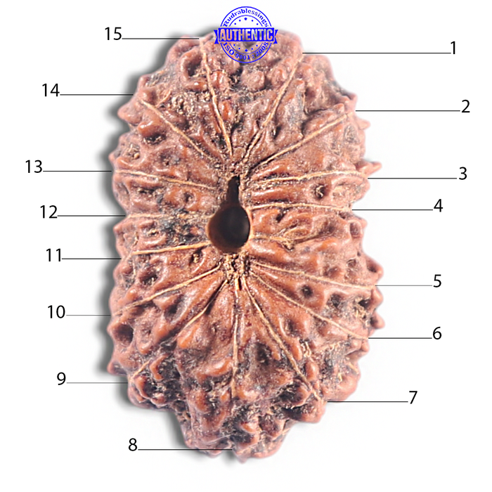 15 Mukhi Indonesian Rudraksha - Bead No. 126