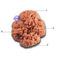 Load image into Gallery viewer, 4 Mukhi Rudraksha from Nepal - Bead No. 447

