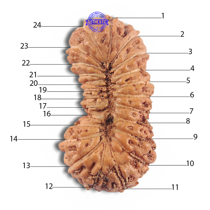 24 Mukhi Rudraksha from Indonesia AA