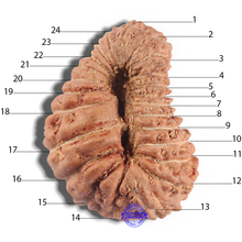 Load image into Gallery viewer, 24 Mukhi Rudraksha from Indonesia
