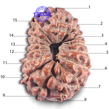 Load image into Gallery viewer, 15 Mukhi Indonesian Rudraksha - Bead No. 113
