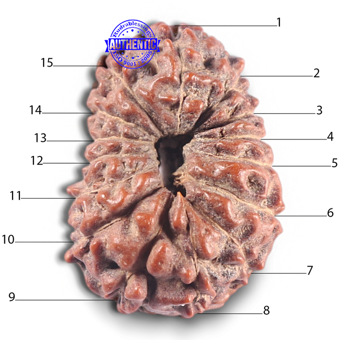 15 Mukhi Indonesian Rudraksha - Bead No. 113