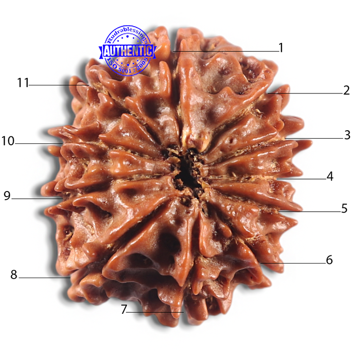 11 Mukhi Nepalese Rudraksha - Bead No. 415