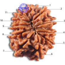 Load image into Gallery viewer, 11 Mukhi Nepalese Rudraksha - Bead No. 414
