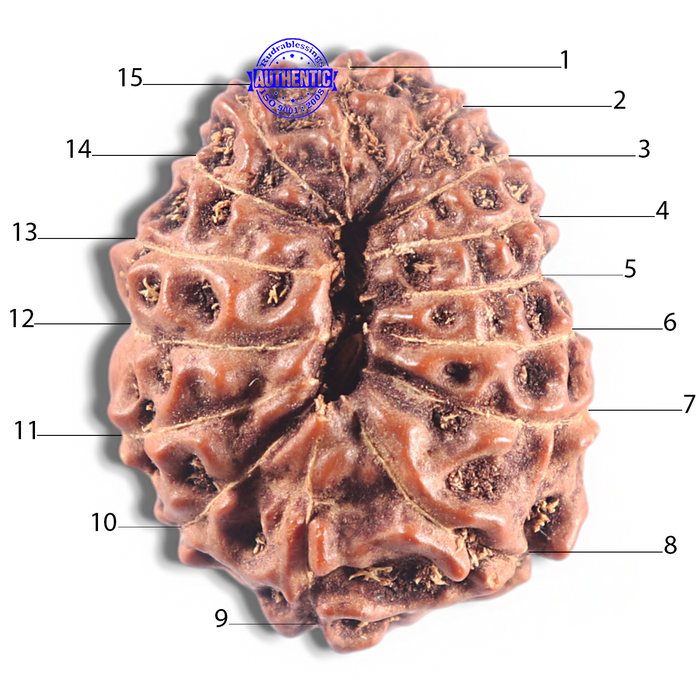 15 Mukhi Indonesian Rudraksha - Bead No. 135