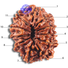 Load image into Gallery viewer, 11 Mukhi Nepalese Rudraksha - Bead No. 429
