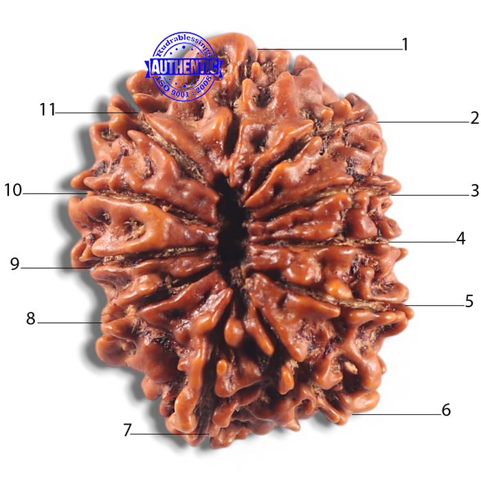 11 Mukhi Nepalese Rudraksha - Bead No. 429