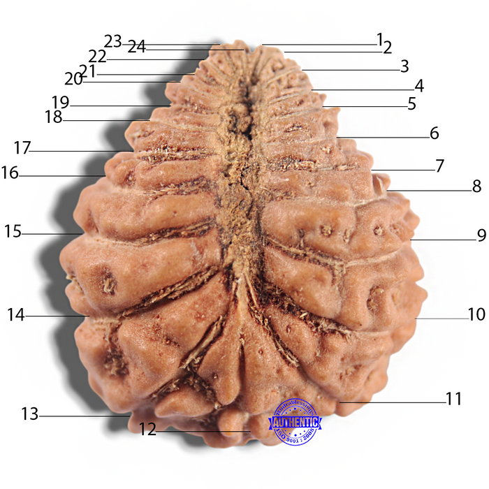 24 Mukhi Rudraksha from Indonesia
