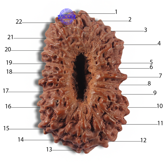 22 Mukhi Rudraksha from Indonesia AB