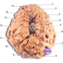 Load image into Gallery viewer, 15 Mukhi Indonesian Rudraksha - Bead No. 215
