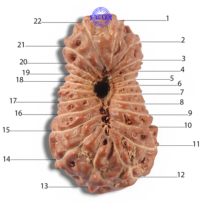 22 Mukhi Rudraksha from Indonesia