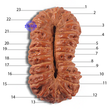 Load image into Gallery viewer, 23 Mukhi Rudraksha from Indonesia Bead No. Y
