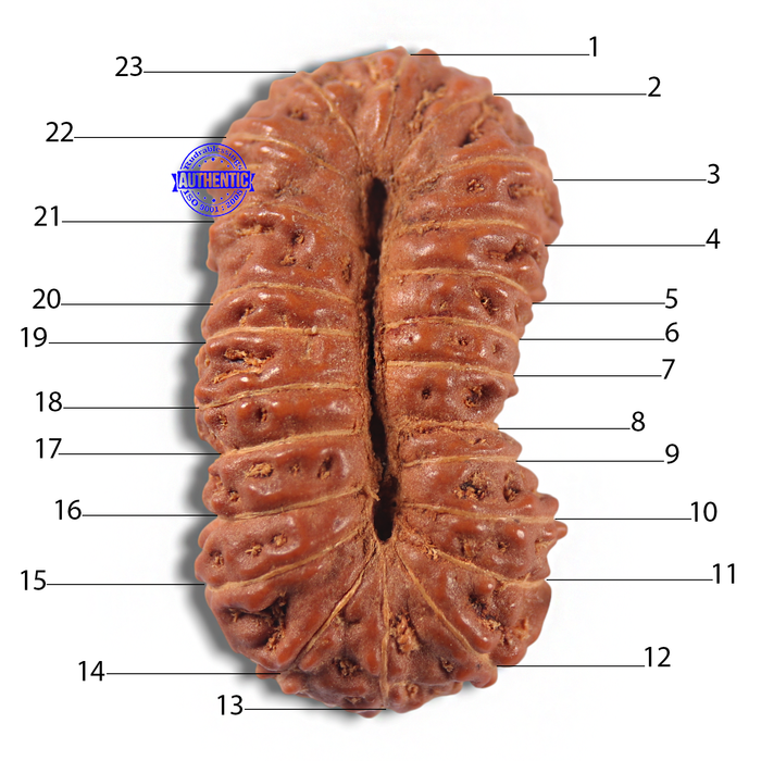 23 Mukhi Rudraksha from Indonesia Bead No. Y