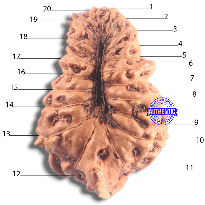 20 Mukhi Ganesh Indonesian Rudraksha - Bead No.33