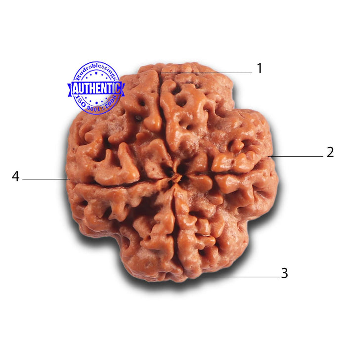 4 Mukhi Rudraksha from Nepal - Bead No. 445