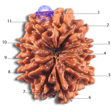 Load image into Gallery viewer, 11 Mukhi Nepalese Rudraksha - Bead No. 427
