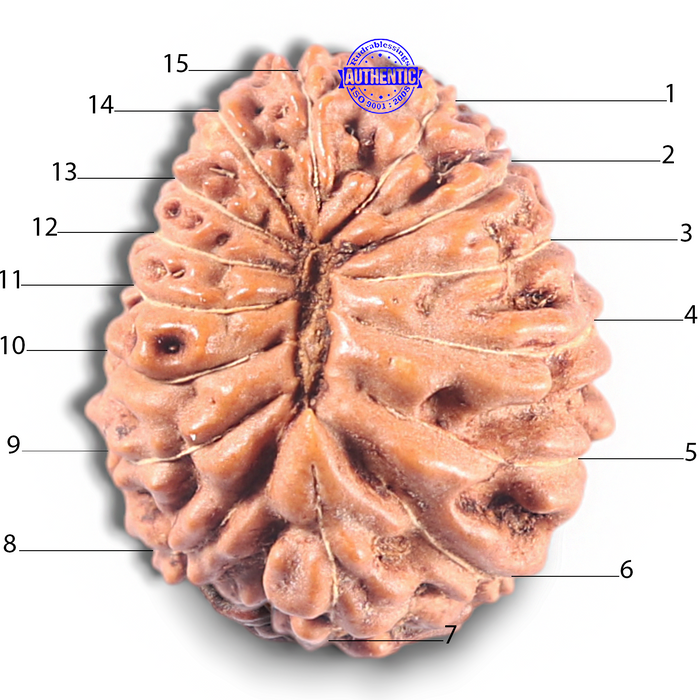 15 Mukhi Indonesian Rudraksha - Bead No. 118