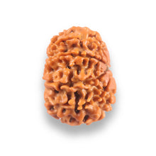 Load image into Gallery viewer, 9 Mukhi Nepalese Rudraksha - Bead No. 439
