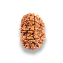 Load image into Gallery viewer, 9 Mukhi Nepalese Rudraksha - Bead No. 442
