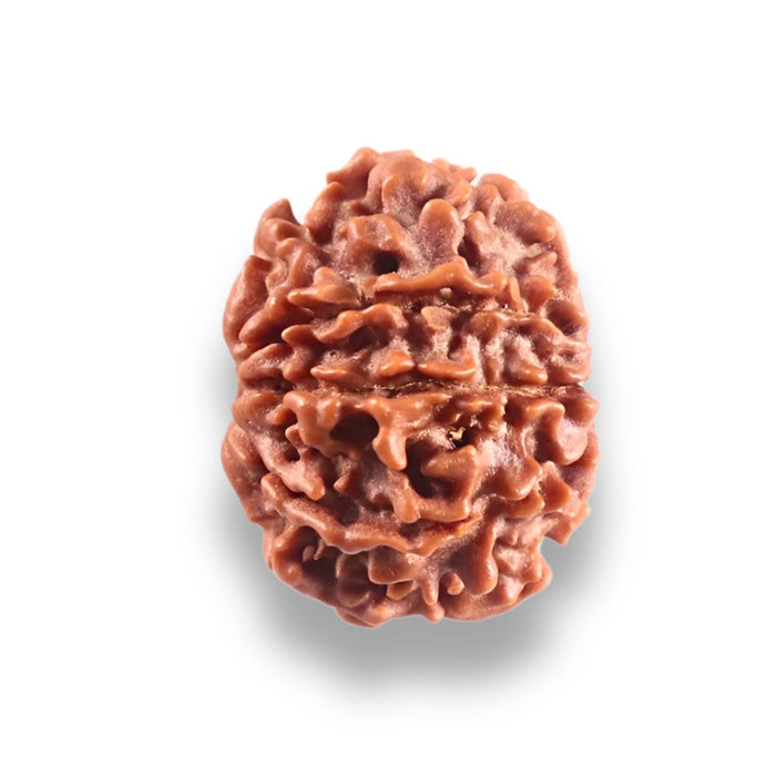 9 Mukhi Nepalese Rudraksha - Bead No. 448