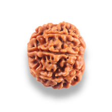 Load image into Gallery viewer, 9 Mukhi Nepalese Rudraksha - Bead No. 440
