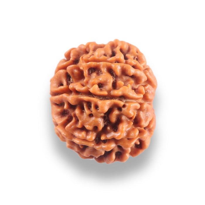 9 Mukhi Nepalese Rudraksha - Bead No. 440