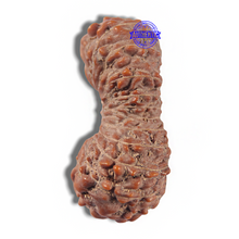Load image into Gallery viewer, 23 Mukhi Rudraksha from Indonesia Bead No. I
