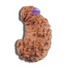 Load image into Gallery viewer, 24 Mukhi Rudraksha from Indonesia - Bead No. H
