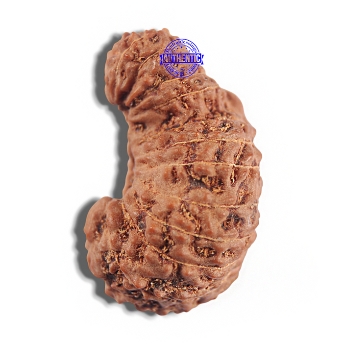 24 Mukhi Rudraksha from Indonesia - Bead No. H