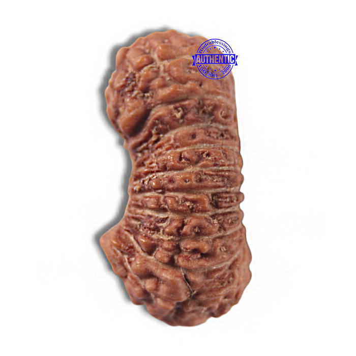 22 Mukhi Rudraksha from Indonesia